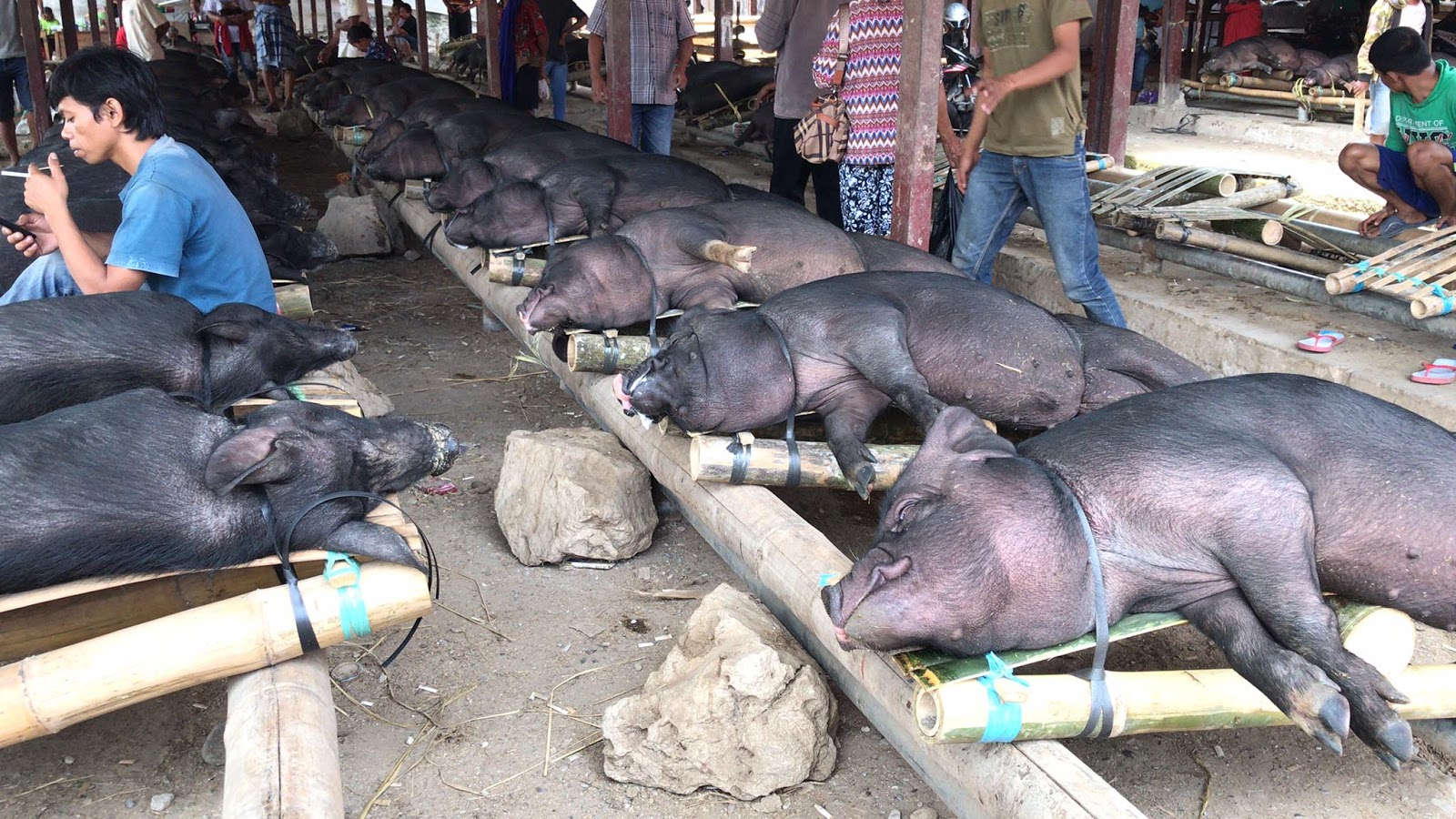 Babi Di Pasar Bolu dan Makale