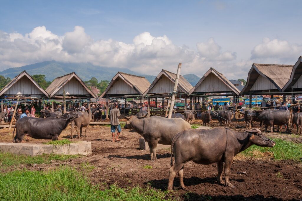 Pasar Bolu dan Makale