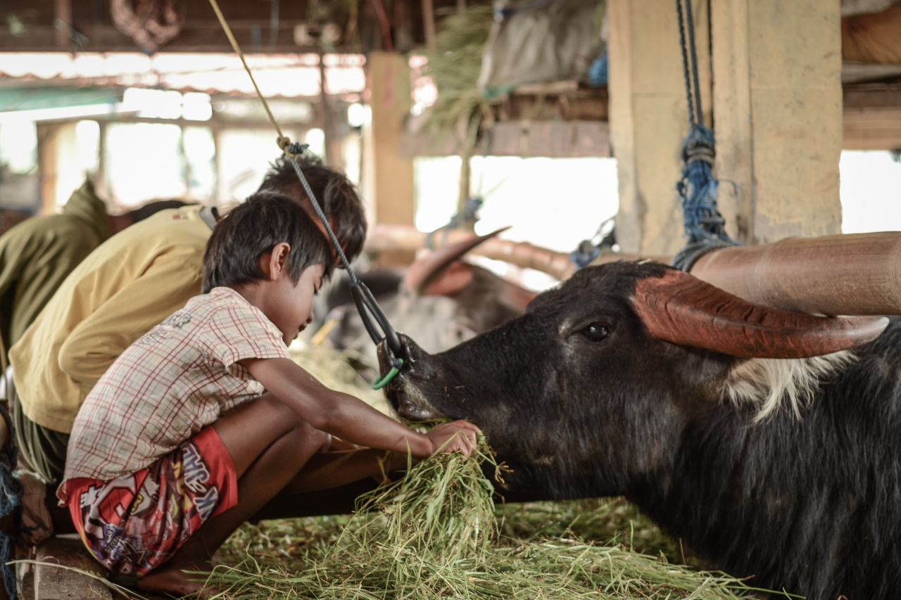 Pasar Bolu dan Makale Jejak Budaya dan Peradaban di Pasar Tradisional Toraja