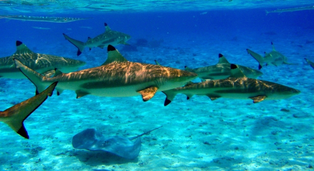 Shark Point Lombok