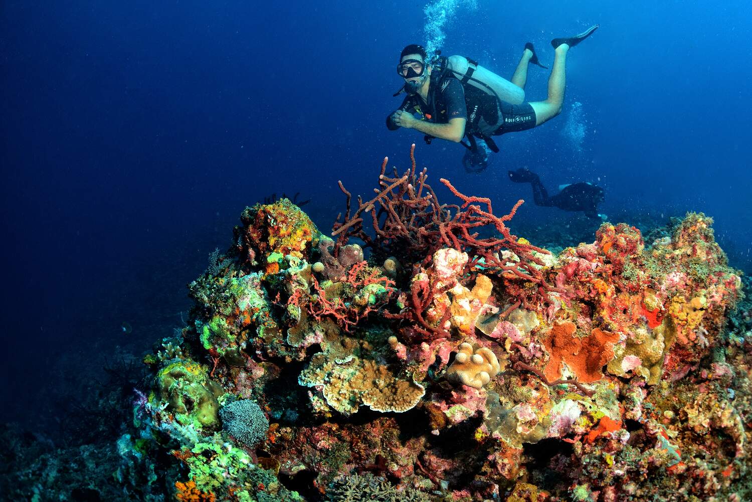 Simon’s Reef Lombok