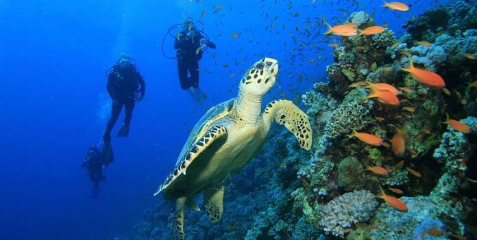 Spot Menyelam atau Diving Terbaik di Lombok