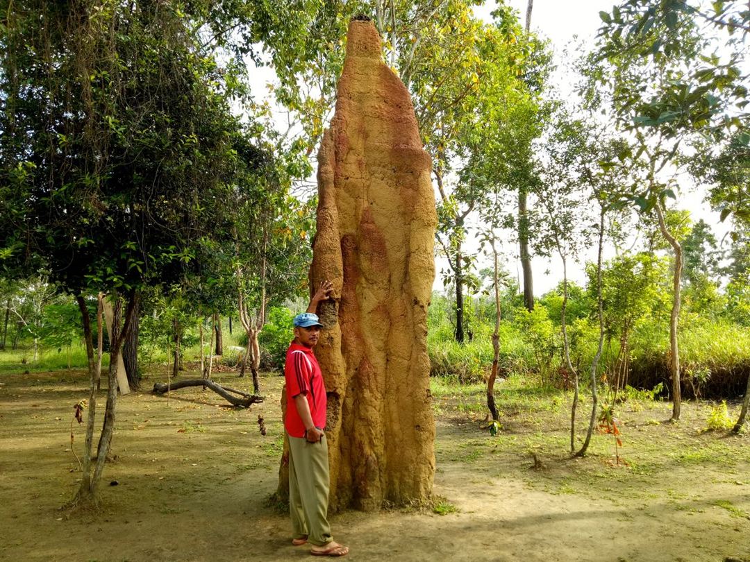 Taman Nasional Wasur yang Menakjubkan di Merauke