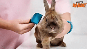 Suplemen yang bagus untuk kelinci pedaging 2 Alat grooming yang bagus untuk kelinci