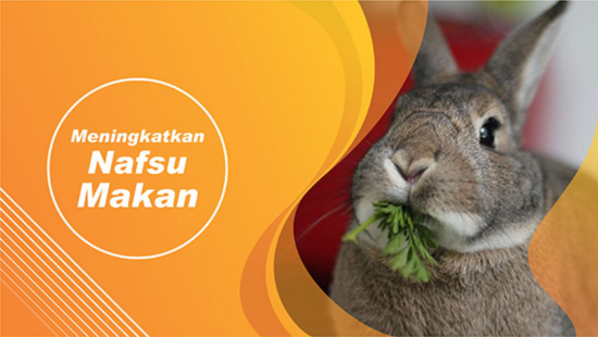 Suplemen yang bagus untuk kelinci pedaging